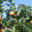 Vergers de Tourenc. Reinette des reinettes