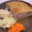 tourte aux filets de cailles et foie gras, crudités