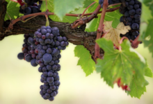 domaine Maynadier