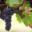 domaine Maynadier