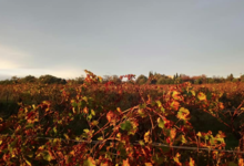 domaine Maynadier