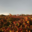 domaine Maynadier