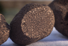 PLANTIN, le goût de la truffe depuis 1930