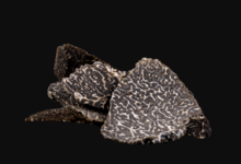 Plantin. Truffes noires en copeaux, fraîches