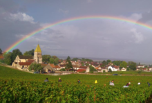 Domaine Guy et Yvan Dufouleur