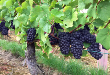 Domaine Guy et Yvan Dufouleur