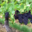Domaine Guy et Yvan Dufouleur