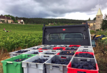 Domaine Guy et Yvan Dufouleur