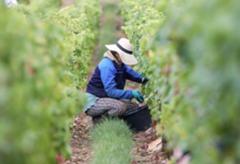 Domaine Guy et Yvan Dufouleur