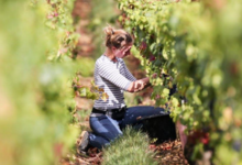Domaine Guy et Yvan Dufouleur