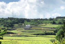 Domaine Guy et Yvan Dufouleur