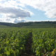 domaine Yves Chevallier
