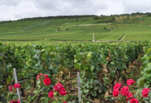 Domaine Georges Noellat
