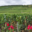 Domaine Georges Noellat