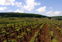 Domaine Marchand-Grillot