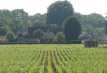 domaine Leymarie – CECI
