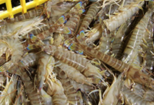 La Ferme des Baleines. Crevettes impériales