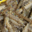 La Ferme des Baleines. Crevettes impériales