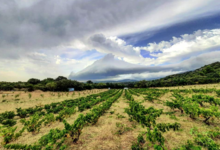 Le domaine du vieux Genévrier