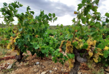 Le domaine du vieux Genévrier