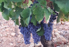 Le domaine du vieux Genévrier