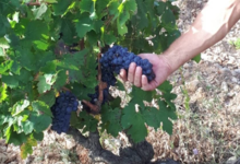 Le domaine du vieux Genévrier