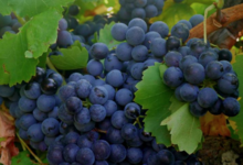Le domaine du vieux Genévrier