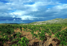 Le domaine du vieux Genévrier