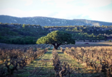 Le domaine du vieux Genévrier