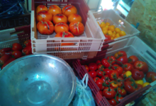 Les jardins de la Marette. Tomate