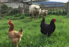 Ferme de la Corbette