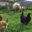 Ferme de la Corbette