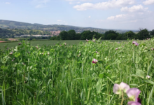 Ferme de la Corbette