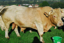 Ferme de la Corbette