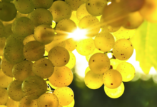 Les vignerons d'igé