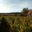 Les vignerons d'igé
