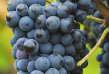 Les vignerons d'igé