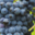 Les vignerons d'igé