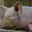 Bergerie de Kroaz Min. Viande de porc