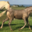 Ferme Couet