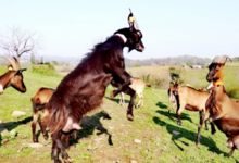 Ferme Couet