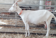 Ferme Couet