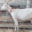 Ferme Couet