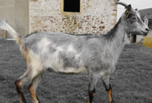 Ferme Couet