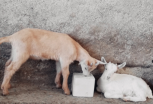 Ferme Couet
