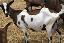 Les fromages de chèvre Le Péras