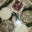 Gaec Eleveurs des Baous. Fromages de chèvre