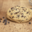 Chrystie Délices. Cookie choco noix