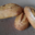 Ferme Campagnolle. Pain aux raisins