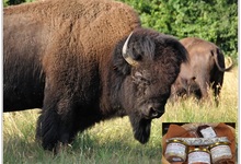bison.fr